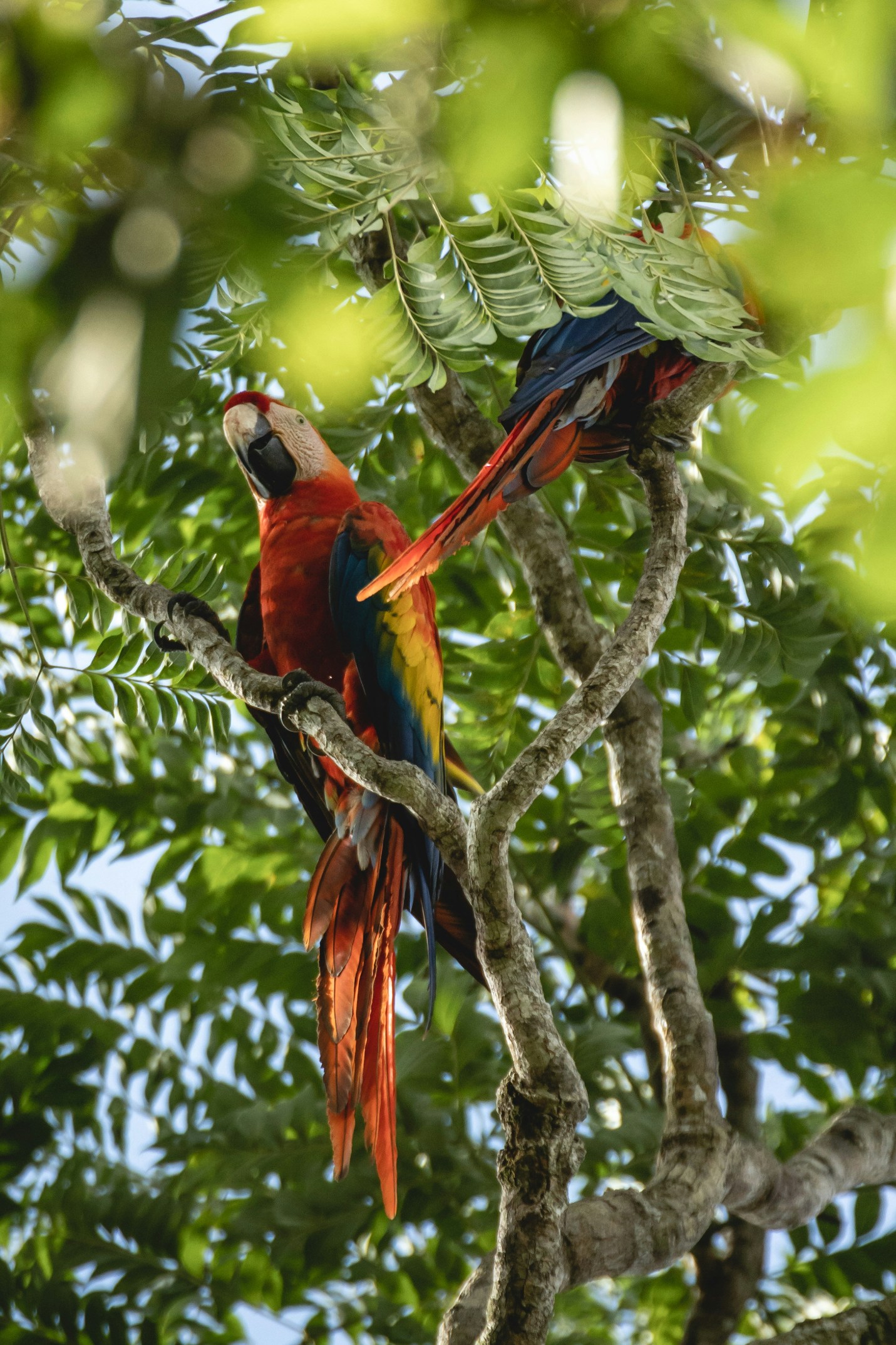 Wildlife
